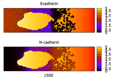 β cell sheet morphology: Epithelial, mesenchymal, and intermediate states in the TGFβ model by [Tian *et al.* (2013)](https://pubmed.ncbi.nlm.nih.gov/23972859/). Shown is a static exogenous TGF gradient (orange background, $\mathrm{TGF}_0$ in model) and cell sheet morphology for parameter values that produced the ODE simulations. Top: E-cadherin level. Bottom: N-cadherin level. As cells migrate into the high TGFβ level, their E-cadherin decreases, so cells break away and become a swarm of mesenchymal cells. Where TGFβ is low (left end of domain), E-cadherin is high enough that all cells are epithelial. An intermediate EM state is seen at moderate levels of TGFβ, in the model of the domain. Morpheus file: [`TianTGFbetaCellSheet.xml`](#downloads).