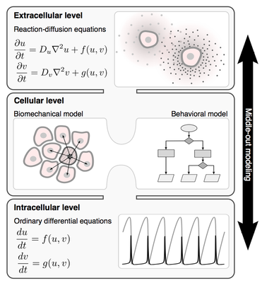 Middle-out modeling of multiscale cellular systems ([Walter de Back, PhD thesis, TU Dresden, 2015](https://www.qucosa.de/api/qucosa%3A29750/attachment/ATT-0/)).