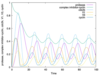 Morpheus output for the imported Gardner model. Compare with the [curated plot](https://www.ebi.ac.uk/biomodels/BIOMD0000000008#Curation) from the BioModels repository. For better visibility, we do not plot cyclin inhibitor (its symbol $Y$ is `Disabled` in the `Logger` plot).