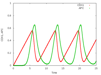 Time plots of ODE model of *Xenopus* embryonic cell cycle, modeled with delay differential equations.