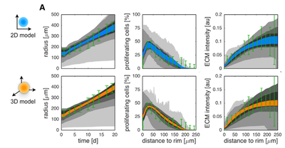 [Fig. 4a](https://www.cell.com/cell-systems/fulltext/S2405-4712(16)30412-4#fig4) shows the original model results (blue, and intermediate fitting states in grey) in comparison to the experimental data (green symbols, at day 17 for ECM and proliferation ratio pattern). ([CC BY-NC-ND 4.0](https://creativecommons.org/licenses/by-nc-nd/4.0/): [Jagiella et al. 2017](#reference))