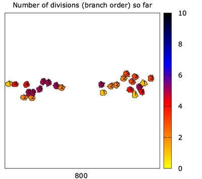 Snapshot of the actual locations of the barbed ends with the ‘branch order’ (i.e. number of divisions) that they belong to assigned to each of them.