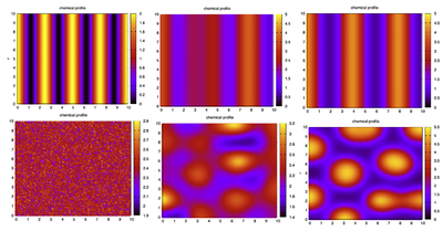 Top: a time sequence of the Schnakenberg RD system equation. Stripes are initialized, merged and sharpened due to the pattern-forming system; produced by [`Schnakenberg2Da.xml`](#downloads). Bottom: The same RD system but with random noise close to the HSS as initial conditions. A pattern of spots emerges over time, produced with [`Schnakenberg2Db.xml`](#downloads).