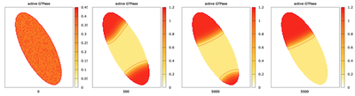 A simulation of the wave-pinning GTPase model in 2D on an oval shaped domain, with random initial conditions and no-flux `BoundaryConditions`. Shown are the plots for $t = 0, 500, 5000, 5500$ with activated `isolines` (red). Produced with the Morpheus file [`Wavepinning2DOvalDomain.xml`](#downloads).