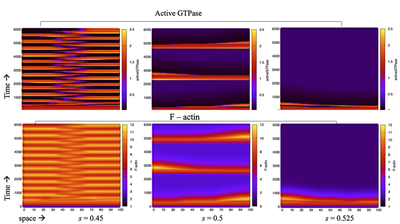 Simulation of the actin waves PDE system in 1D, showing $G(x, t)$ in the top row and $F(x, t)$ in the bottom row for several values of the feedback parameter $s$. Produced with [`ActinWavesPDE_main.xml`](#model).