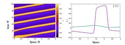 The FitzHugh–Nagumo model in a periodic 1D domain produces a tavelling pulse. Left: kymograph of $u$ over time. Right: the shape of $u$ and $v$ for the pulse. Produced with [`FNwaves_main.xml`](#model).