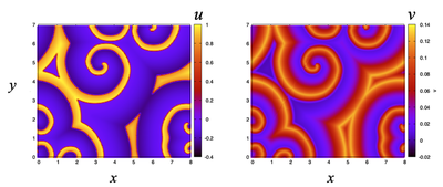 The FitzHugh–Nagumo PDEs can sustain spiral waves when stimulated in a 2D domain. Left: $u$. Right: $v$ at $t = 100$. Produced with [`FNspiralwaves2D.xml`](#downloads).