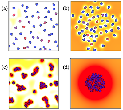 Cell simulations with an attractant and a repellent chemical. Both chemicals diffuse, are produced by cells at rates $\alpha_1$, $\beta_1$ and decay at rates $\alpha_2$, $\beta_2$. We see distinct behaviors, corresponding to a) pure repulsion of the cells, b) organized spacing, c) a few tight clusters, and d) a single large cluster of adherent cells.