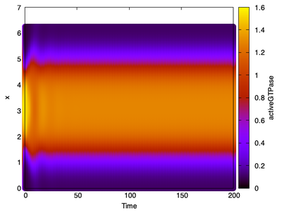 Kymograph of 1D model simulation shows stationary polarized state