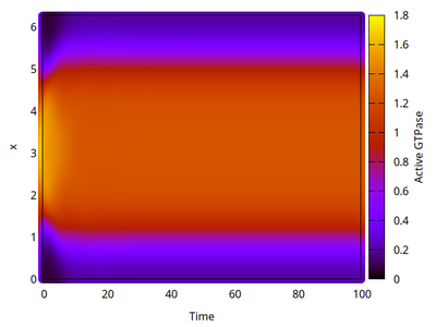 Kymograph of 1D model simulation shows stationary polarized state