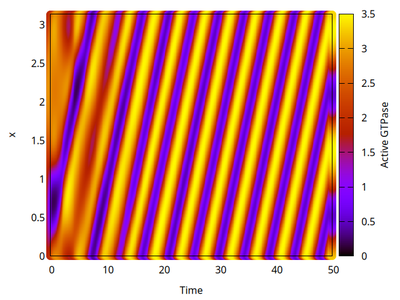 Kymograph of 1D model simulation shows traveling wave