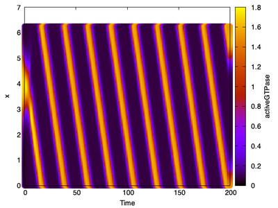 Kymograph of 1D model simulation shows traveling wave