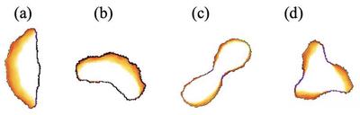 Figure 1: **(a)** Polar cell, **(b)** turning cell, **(c)** two-lobe cell, **(d)** three-lobe cell. The latter two are less motile than the first two.