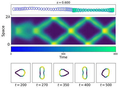 **Figure 5.** Coexisting motility modes in smaller cells ($s = 0.6$, $L = 2\lambda$). The cell is initialized in a polar state, but the distribution destabilizes into a pair of counter-propagating traveling waves. These waves drive back-and-forth cell movement as they propagate and periodically split/merge along the rim.