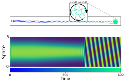 **Figure 7.** Transition from directed cell motion to cell turning. As the feedback rate $s(t)$ grows linearly from $0.475$ to $0.6$ (sweeping across the parity-breaking bifurcation), the polar distribution shifts into a single traveling wave, causing the cell to veer into a circular path.