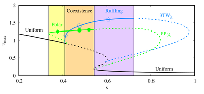 **Figure 1.** Bifurcation diagram for cell perimeter $L = 3\lambda$ showing the existence and stability of polar and traveling wave solutions as a function of the negative feedback parameter $s$. Shaded regions mark the parameter regimes for directed polarization (yellow), ruffling (purple), turning (brown), and their co-existence (orange and red) that govern the shapes and motion of simulated cells.