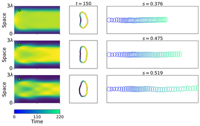 **Figure 2.** Shapes and trajectories of polar cells on the unipolar branch ($L = 3\lambda$). As the negative feedback rate $s$ increases ($s = 0.376, 0.475, 0.519$), the active GTPase zone narrows, concentrating active protein at the front. This drives higher F-actin polymerization and faster cell speed, causing shapes to transition from canoe-like to D-like keratocyte forms.