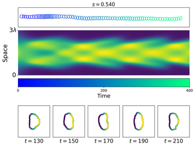 **Figure 4.** Destabilized polar cells exhibiting wobbly motion at $s = 0.54$, after the onset of polar pattern instability. While the active GTPase zone remains localized in one direction to maintain directed migration, the shape oscillates periodically between D-like, oval, and kidney-like forms, accompanied by speed oscillations.