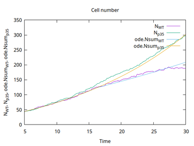 Time courses of the beta cell numbers