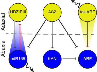 Figure 1. A six-component Gene Regulatory Network (GRN) propagates ad-ab leaf polarity in the growing primordium. GRN proposed to propagate ad-ab polarity in the growing primordium, with previously established direct regulatory interactions indicated. Yellow nodes, top determinants; blue nodes, bottom determinants; red edges, interactions defined a priori in the theoretical analysis; serpentine arrows, mobility; dissolving triangles, miR166 and tasiARF gradients.