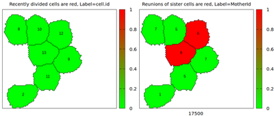 Snapshot of moving and dividing cells, daughter cells from the same earlier cell division that later encounter each other again are colored red in the right panel, as indicated by the computed property SisterReunion ($0 = $ green, $1 = $ red)