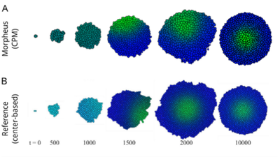 Fig. 3. **Top layer:** Our simulation results. **Bottom layer:** Original results. Shows a spot Turing pattern emerging from a Schnakenberg system. Time points of the original correspond to MCS in our simulation. ([CC BY-NC 4.0](https://creativecommons.org/licenses/by-nc/4.0/): [**Kaity *et al.***](#reference), [Fig. 9](https://www.sciencedirect.com/science/article/pii/S0022519325003388?via%3Dihub#f0045))