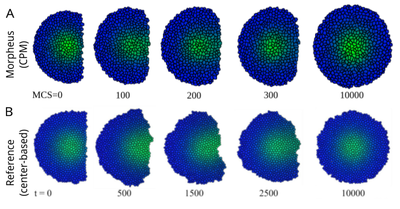 Fig. 4. **Top layer:** Our simulation results. **Bottom layer:** Original results. Shows the regeneration of the spherical equilibrium state after cutting away parts of the tissue ([CC BY-NC 4.0](https://creativecommons.org/licenses/by-nc/4.0/): [**Kaity *et al.***](#reference), [Fig. 9](https://www.sciencedirect.com/science/article/pii/S0022519325003388?via%3Dihub#f0045))