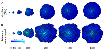 Fig. 1. **Top layer:** our simulation results. **Bottom layer:** Original Results. Single organizer source cell (**red**) secreting a growth morphogen (**blue**), resulting in a steady-state circular shape. Time points of the original correspond to MCS in our simulation ([CC BY-NC 4.0](https://creativecommons.org/licenses/by-nc/4.0/): [**Kaity *et al.***](#reference), [Fig. 2A](https://www.sciencedirect.com/science/article/pii/S0022519325003388?via%3Dihub#f0010))