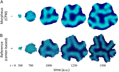 Fig. 2. **(A)** Results of CPM model in Morpheus at matching time points as indicated. **(B)** Reference results from center-based model. Cells are color coded by local activator (`m2`) with values spanning cyan for `m2`&nbsp;$=1$ to dark blue for `m2`&nbsp;$=0$. ([CC BY-NC 4.0](https://creativecommons.org/licenses/by-nc/4.0/): [**Kaity *et al.***](#reference), [Fig. 12A](https://www.sciencedirect.com/science/article/pii/S0022519325003388?via%3Dihub#f0060))