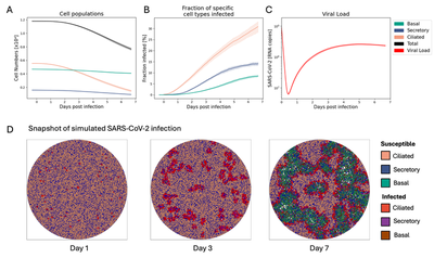 Figure 2. A-C: Simulated kinetics of (A) the total cell count and (B) the fraction of infected cells for each of the different cell types, as well as (C) the viral load followed over a time course of $7$ days post infection. Lines and shaded area represent the mean and $90\ \text{\%}$ confidence band across ten repeated simulations, respectively. D: Snapshots of the Cellular Potts model at various time points of a single simulation depicting the spatial distribution of the SARS-CoV-2 infection across the human airway epithelium.