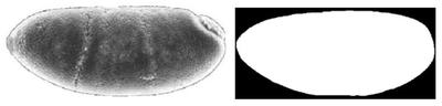 Lateral view of the gastrulating embryo of *D. melanogaster* (left) and the derived mask [`M6694_model_domain.tiff`](#model) (right). (© [Regueira *et al.*, 2019](#reference), Fig. S5.1)
