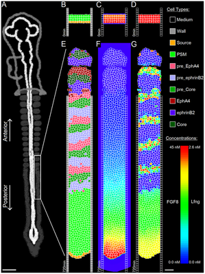 Snapshot of complete model simulation in publication at 720 min