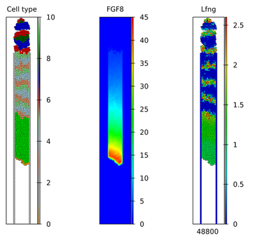 Snapshot of complete model simulation in Morpheus at 720 min