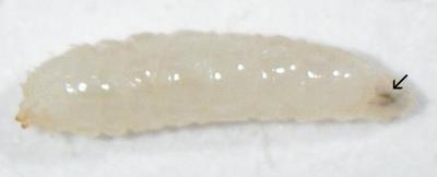 Figure 1: Drosophila melanogaster 2nd instar larva with mouth parts (black, marked by arrow) growing in proportion to the body. Author: J. Albert Vallunen, [*CC BY-SA 2.5*](https://creativecommons.org/licenses/by-sa/2.5), via [Wikimedia Commons](https://commons.wikimedia.org/wiki/File:Drosophila_2nd_instar_larva.jpg)