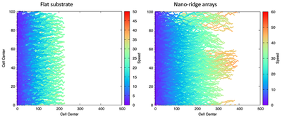 Trajectories for simulated cell sheets grown on **flat** (left) and **NRA** (right) substrates with speed scaled to experimentally observed range. Simulation shown for $t = 1800\ \text{MCS}$, in a domain of size 100x500 pixels. Morpheus simulation files: left, **flat** substrate: [`CellTrajCntr_Flat.xml`](#downloads); right, **NRA** substrate: [`CellTrajCntr_NRA.xml`](#downloads).