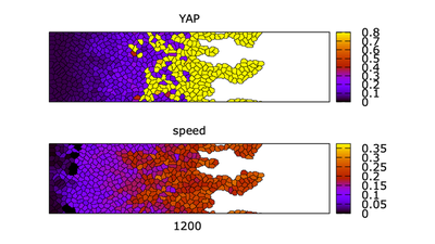 Formation of fingers in the multiscale simulation showing sheet morphology colored for YAP and cell speed