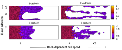 Effect of cell-cell E-cadherin-dependent adhesion (`A2`) and Rac1-dependent cell speed (`C2`) on sheet morphology. All images at $t = 1500\ \text{MCS}$. Produced with [`C2vsA2_main.xml`](#downloads) (with cell division restricted to cell volume). Color depicts the relative level of E-cadherin in each cell.
