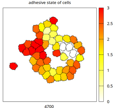 This is an example from the middle of the simulation. The red color shows a high concentration of the adhesive molecule while the white color demonstrates a low concentration. Correspondingly, red cells attach on the left and the white cells disperse on the right