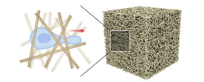 **Figure 1.** Active Brownian motion (ABM) in disordered environments.