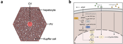 **Fig. 1:** Schema of liver lobule geometry and APAP metabolism from [Fig. 1](https://www.nature.com/articles/s41540-022-00238-5/figures/1) ([*CC BY 4.0*](https://creativecommons.org/licenses/by/4.0/): [**Heldring _et al._**](#reference))