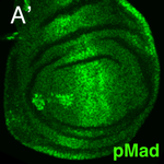 Drosophila Wing Primordium