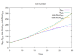 Beta Cell Turnover in Pancreatic Islet