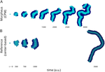 Patterned Tissue Growth Regulation along Turing Patterns from Gierer-Meinhardt Model