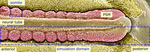 A Multi-cell, Multi-scale Model of Vertebrate Segmentation and Somite Formation