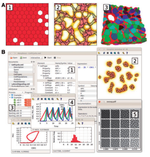 Morpheus: a user-friendly modeling environment for multiscale and multicellular systems biology