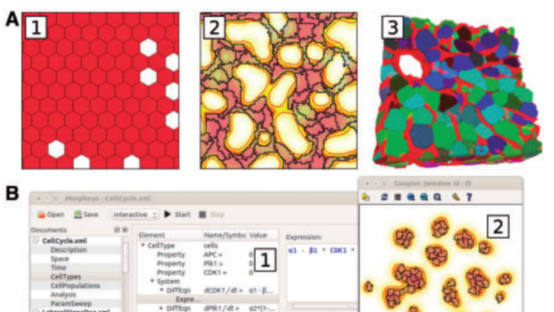 Morpheus: a user-friendly modeling environment for multiscale and multicellular systems biology